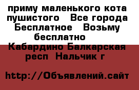 приму маленького кота пушистого - Все города Бесплатное » Возьму бесплатно   . Кабардино-Балкарская респ.,Нальчик г.